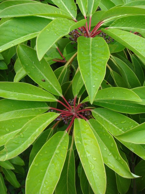 Daphniphyllum macropodum feuille